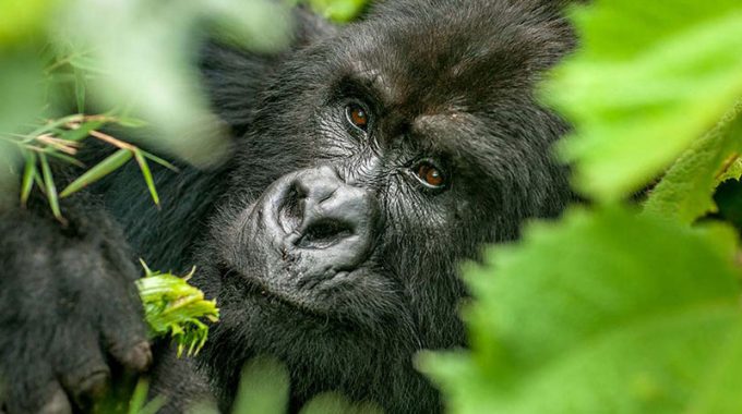 Bwindi a home to the mountain gorillas/Mum and  Uganda Tours
